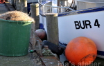 ma's atelier Fischereihafen Burgstaaken auf Fehmarn