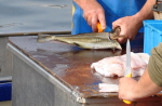 ma's atelier Fischereihafen Burgstaaken auf Fehmarn