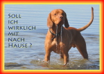 ma's atelier Hund am Strand in Gold auf Fehmarn