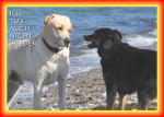 ma's atelier Hunde am Strand auf Fehmarn