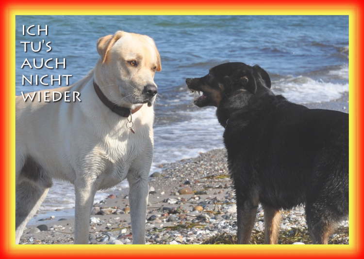 ma's atelier Hunde am Strand auf Fehmarn