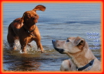 ma's atelier Hunde am Strand in Gold auf Fehmarn