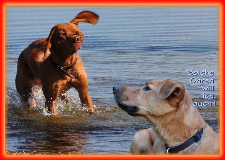 ma's atelier Hunde am Strand in Gold auf Fehmarn