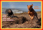 ma's atelier Hunde toben am Strand in Gold auf Fehmarn