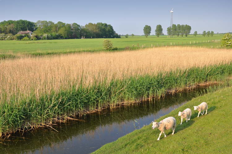 ma's atelier Schafe hinter dem Deich in Lemkenhafen auf Fehmarn